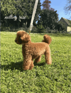 elevage-caniche-fauve