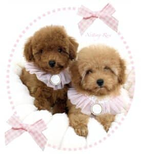 élevage de chiots caniches fauve rouge et abricot