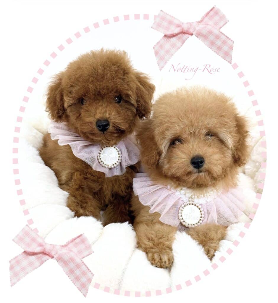 élevage de chiots caniches fauve rouge et abricot