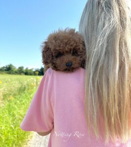 le toy caniche doit être dorloté pour ne pas tomber malade