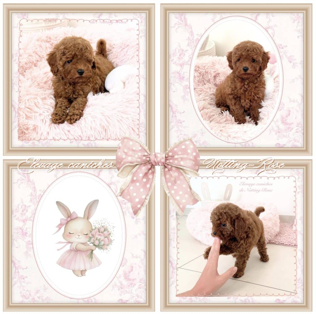 élevage familial de caniches