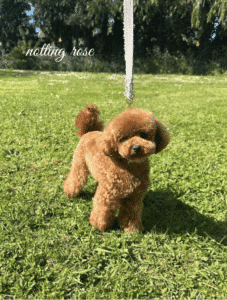 elevage-caniche-rouge