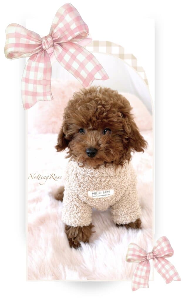 petit caniche nain de l'élevage de caniches Notting-rose