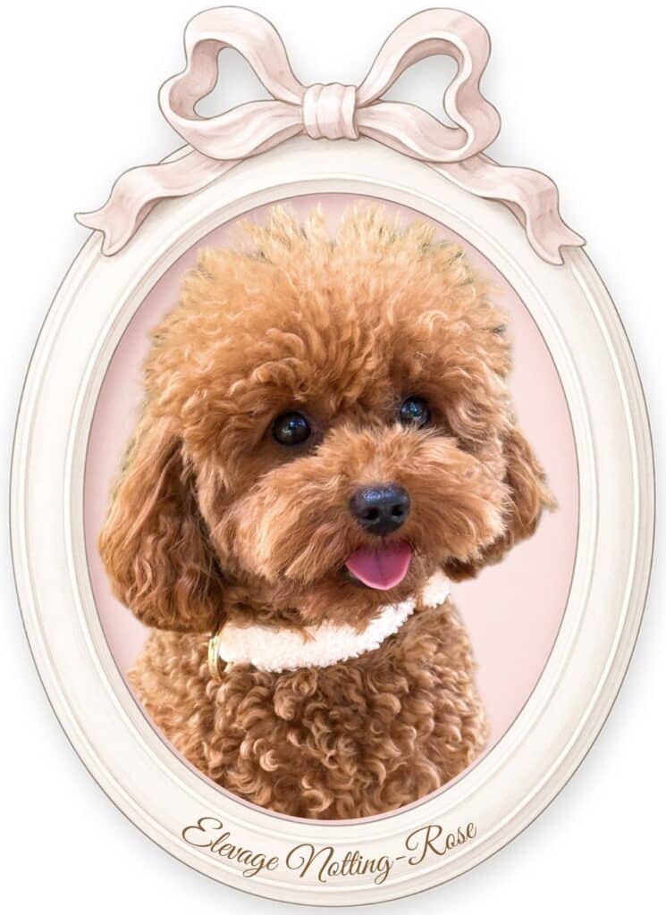 petite femelle caniche naine abricot