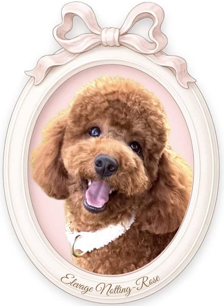 mâle nain caniche de notre élevage