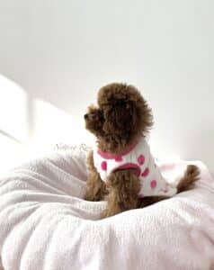 élevage-caniches-nains