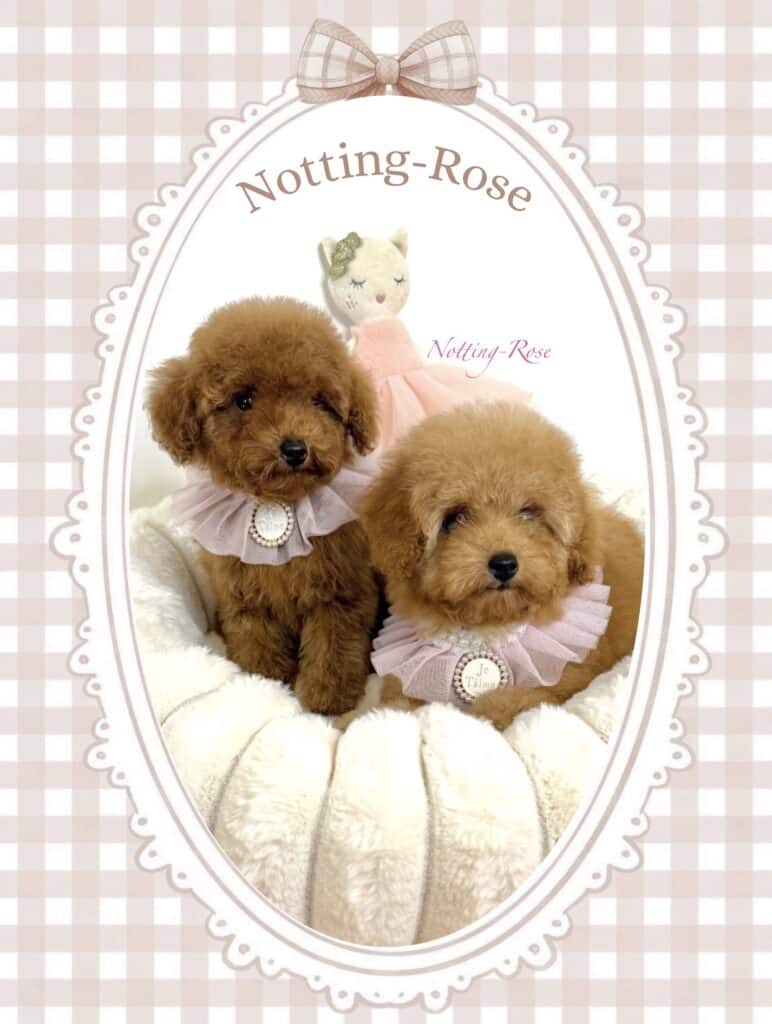 chiots caniches nains