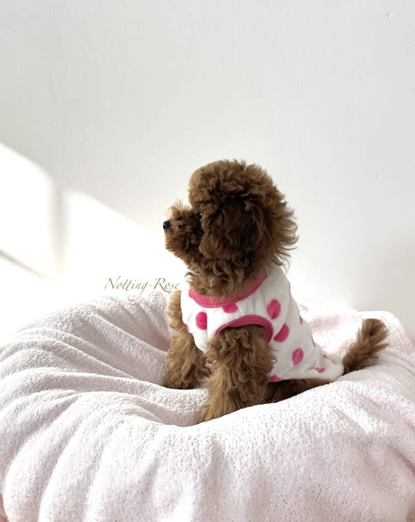 élevage-caniches-nains