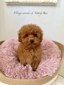 elevage-caniches-toy