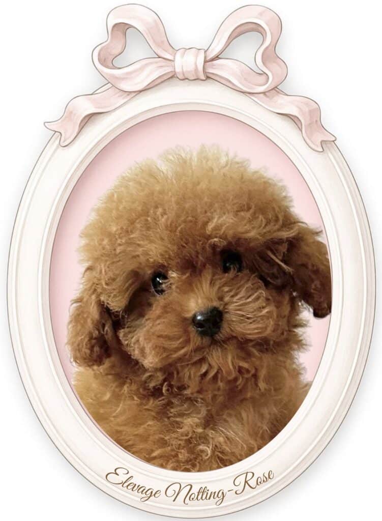 caniche tiny toy miniature couleur abricot