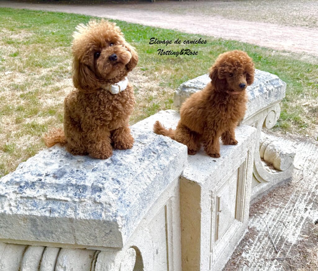 deux femelles de notre élevage de caniches à dimension familial
