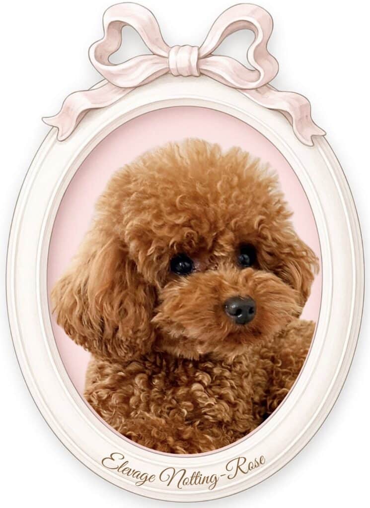 petite femelle caniche toy mini de notre élevage