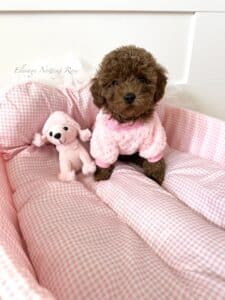 eleveur-caniche-abricot