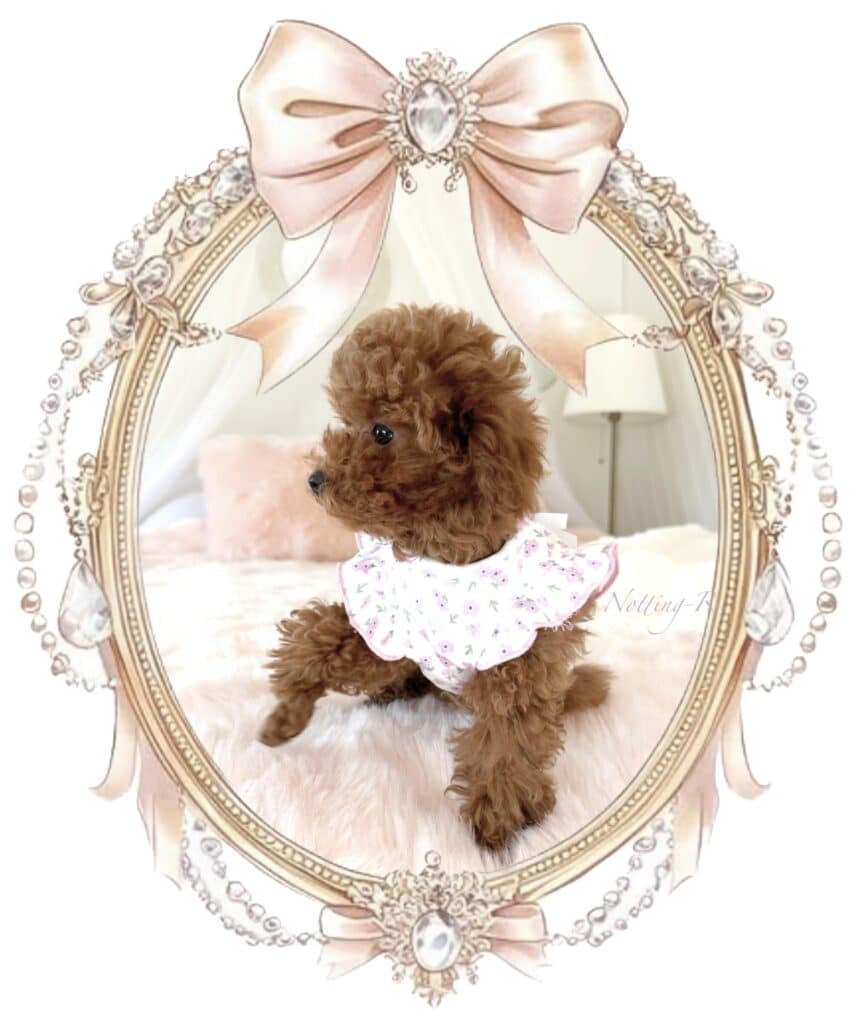 petite femelle caniche toy de notre élevage de caniches fauve rouge