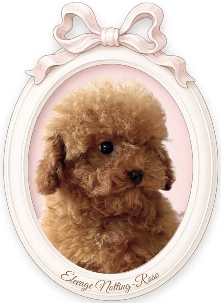 caniche tiny toy ultra miniature