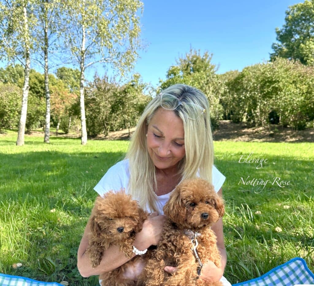 éleveur spécialiste du caniche toy et caniche nain