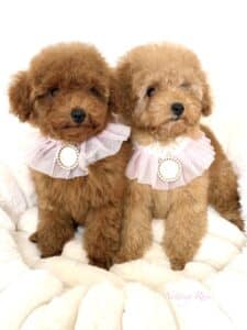 eleveur-caniches-abricot