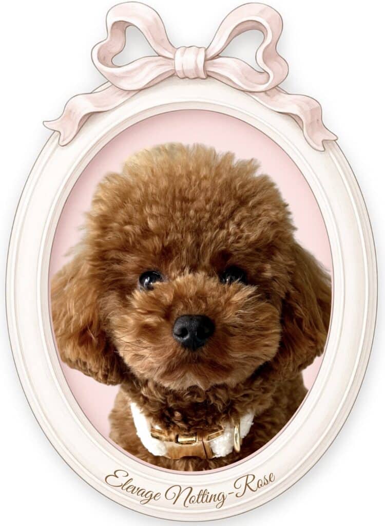 éleveur de caniches nous avons des femelles naines