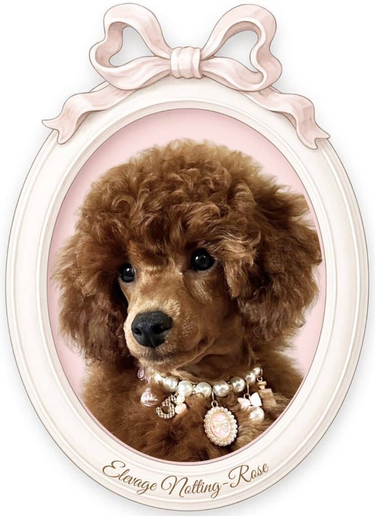 caniche naine couleur fauve rouge