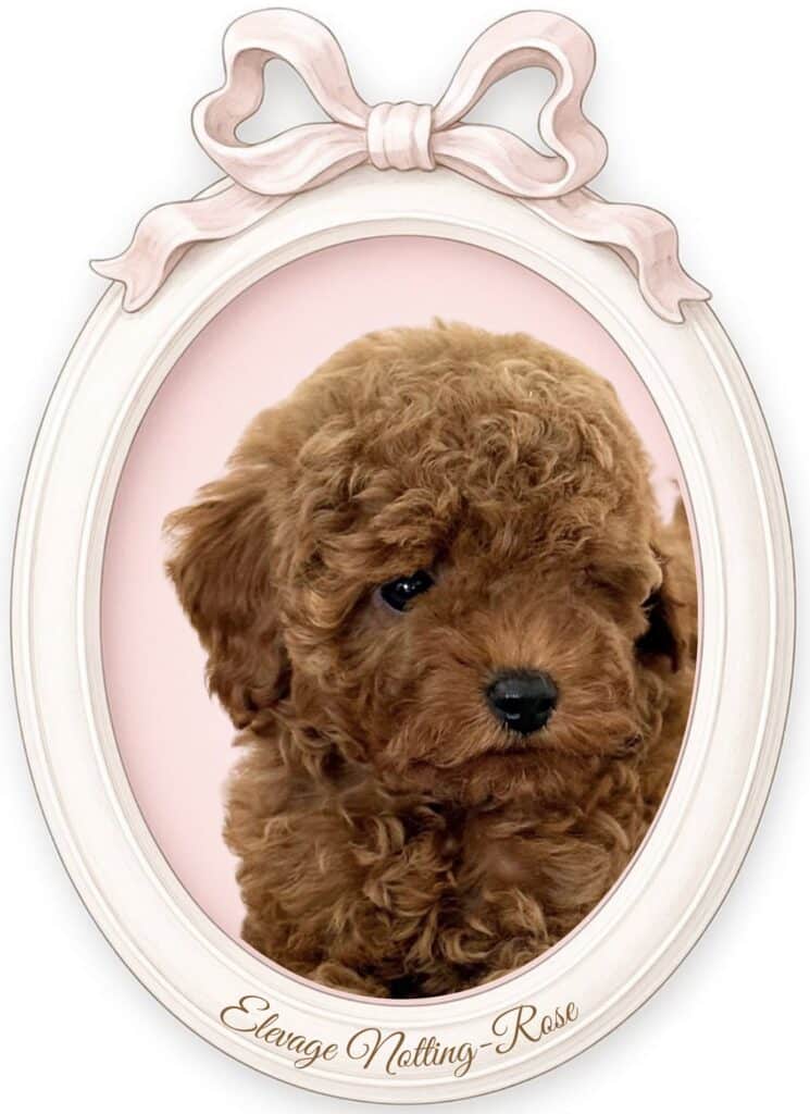 caniche miniature marron