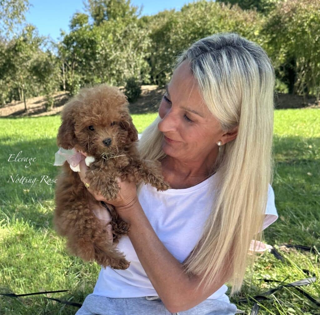 éleveur de caniches lof éleveur de caniches