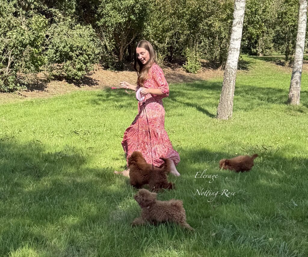 éleveur de caniche toy et nain