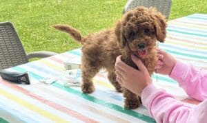 entretenir-son-caniche