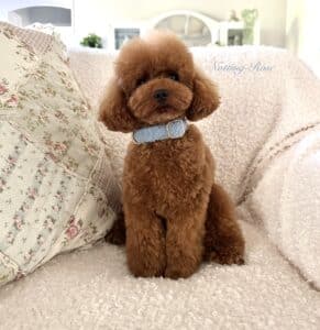 femelle-caniche copie