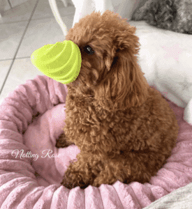 les jeux sont importants pour le caniche