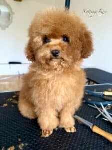 le toilettage du caniche est à faire régulièrement