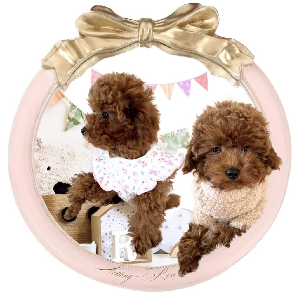 le caniche toy est plus petit que le caniche nain