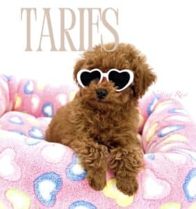 prix pour acheter un caniche toy ou nain