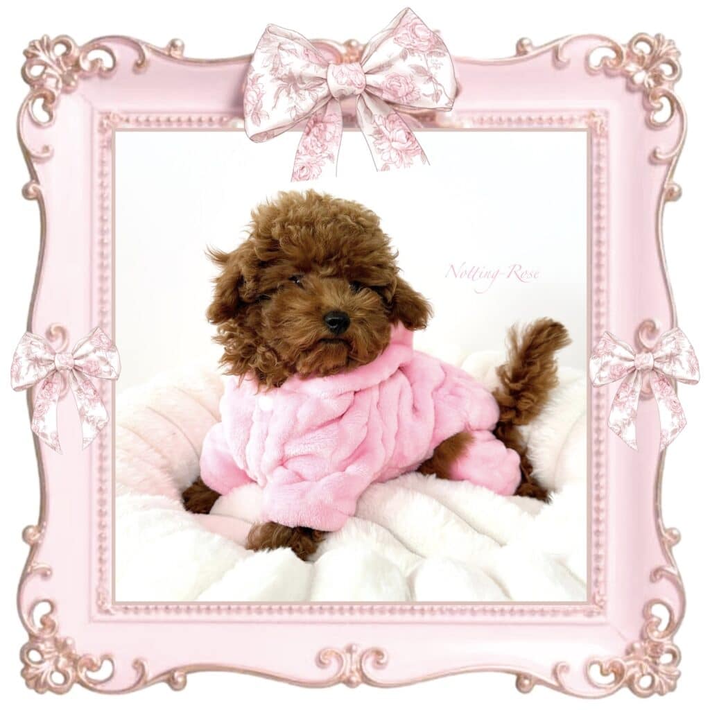 le caniche nain a un prix élevé à l'achat mais c'est le plus gentil des chiens de compagnie