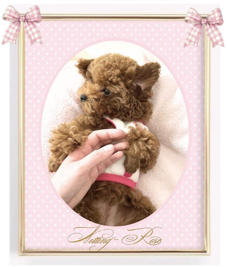 le prix d'un chiot caniche dépend des conditions d'élevage et des qualités du chiot caniche