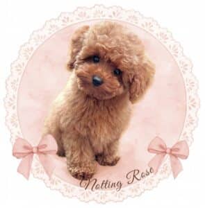 éleveur de caniches toy et nain