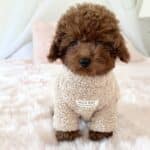 le chiot caniche va avoir si il est toy un plus petit poids que le nain