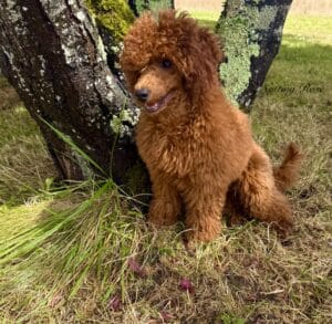 taille-caniche-nain caniche naine couleur rouge