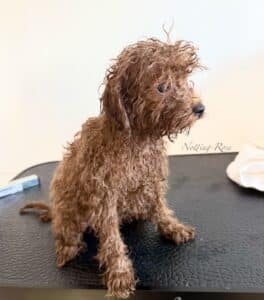 notre petite caniche vient d'être lavée pour un toilettage parfait