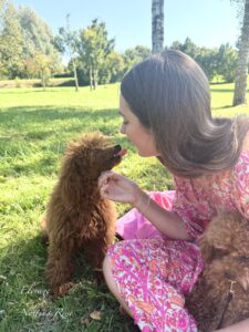 éleveur de chiots caniches