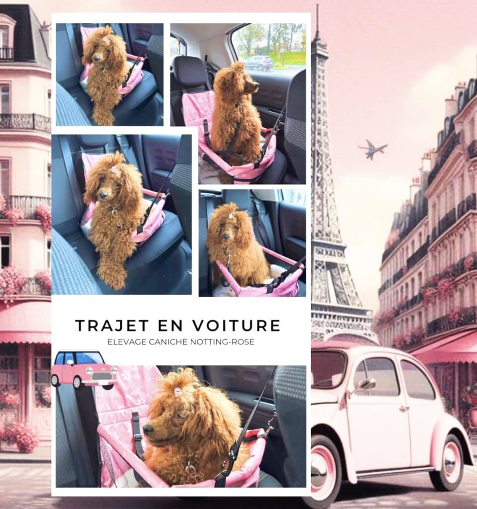 le transport du caniche en voiture