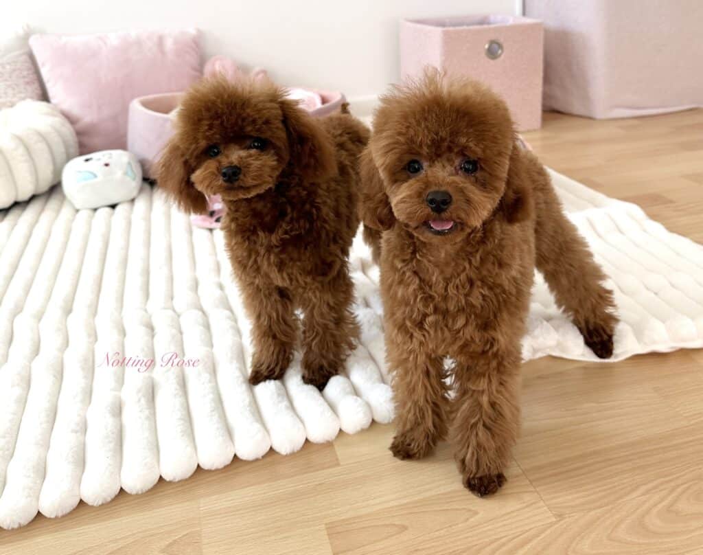 le caniche a différentes couleurs