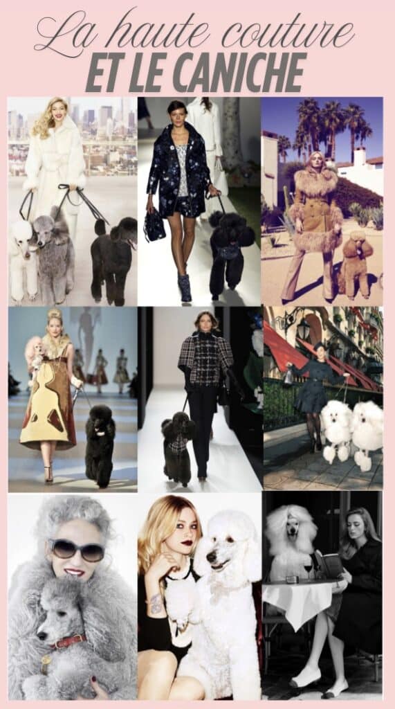 Le caniche est en réalité un accessoire luxueux dans la haute couture