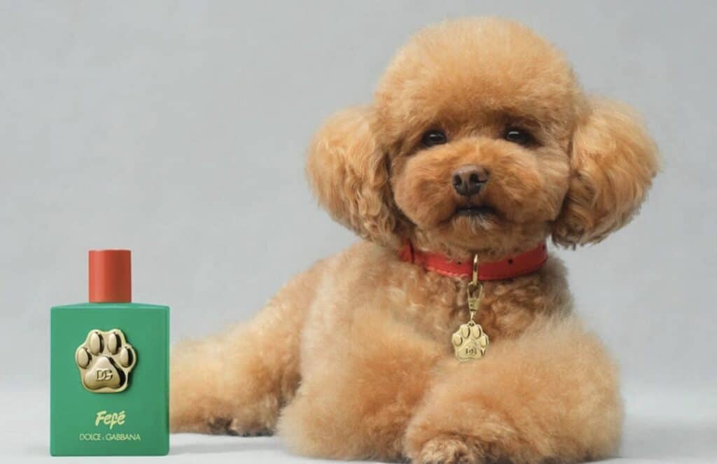 dolce gabbana et le caniche
