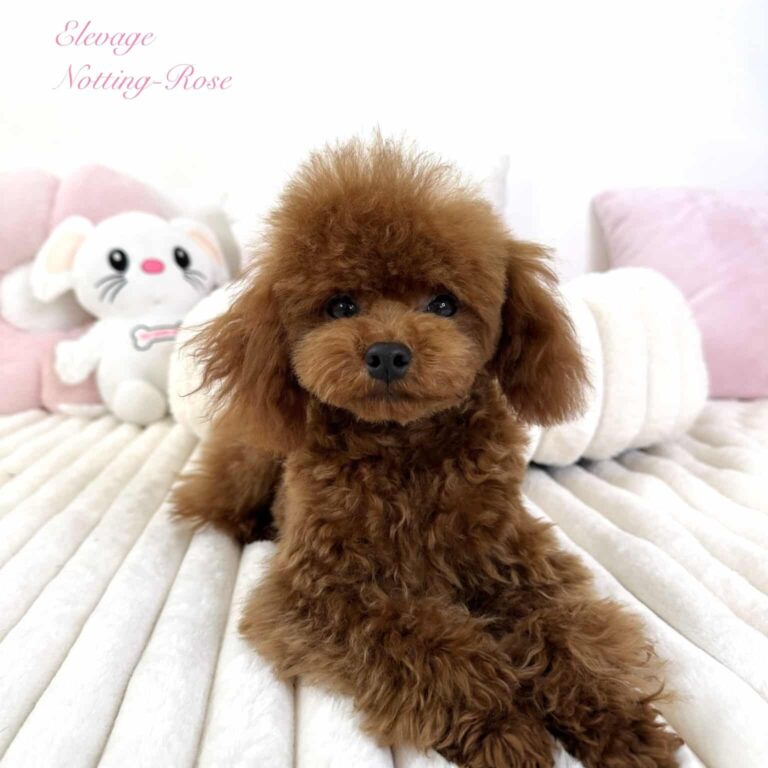 caniche-adulte nourrir son caniche adulte