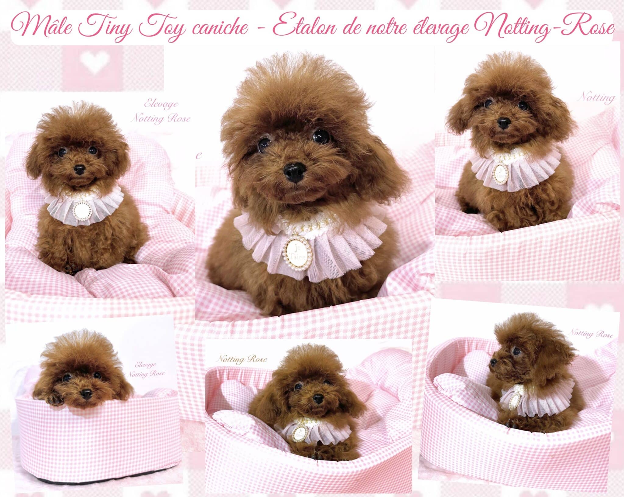 caniche tiny toy asiatique