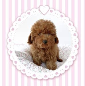 la nourriture du chiot caniche nain doit être approprié