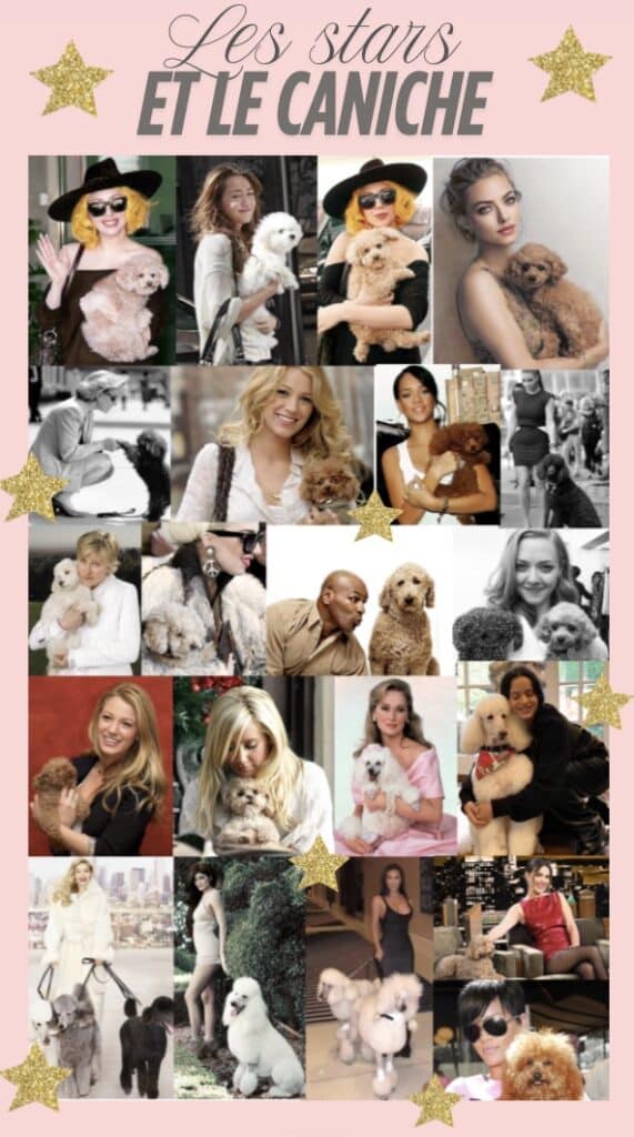 le caniche est tellement apprécié qu'il en est célèbre auprès des stars