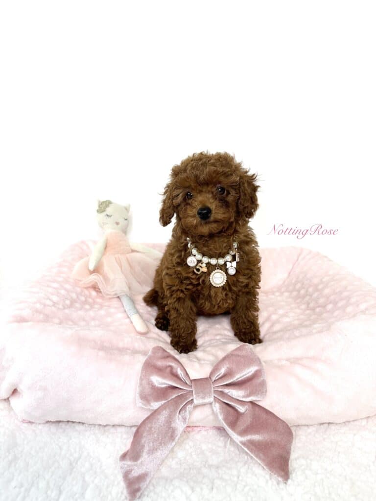 la couleur rouge du caniche