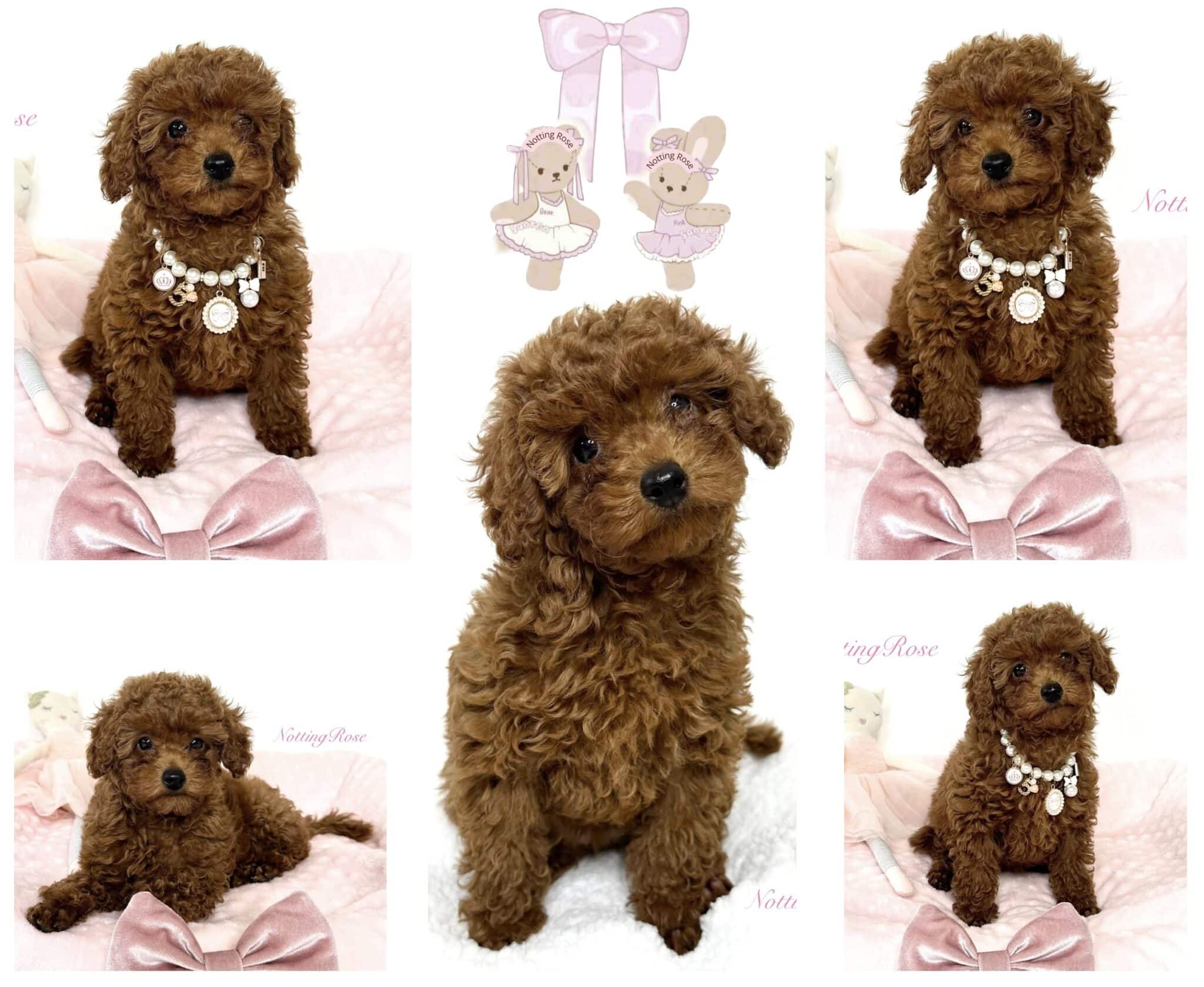 le chiot caniche de taille nain