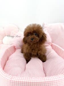 caniche-tiny-toy caniche tiny toy